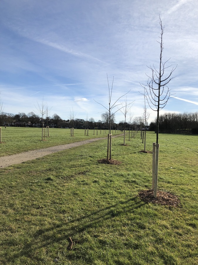 Avenue of Trees